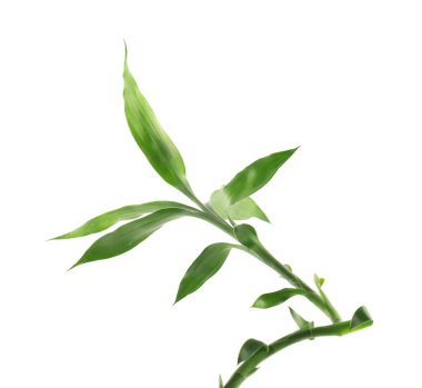 Güzel dekoratif bambu bitkisi beyaza izole edilmiş.