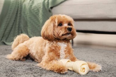 Evdeki halıda kemikleri çiğnenmiş şirin bir köpek.