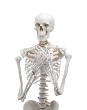 Yapay insan iskelet modeli beyaz üzerine izole edildi