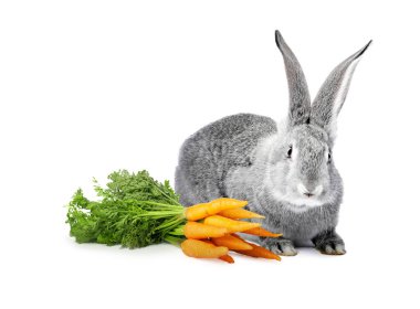 Beyaz arka planda şirin gri tavşan ve havuç.