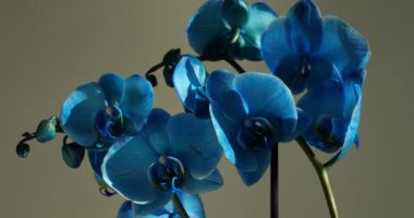 Renkli arkaplanda güzel mavi orkide çiçeği, yakın plan