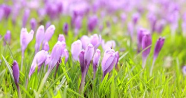 Rüzgardan sallanan pek çok güzel çiçek, yakın plan