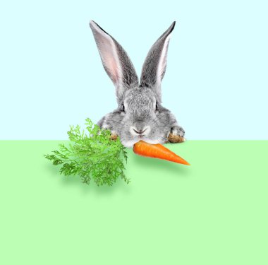 Açık mavi arka planda yeşil pankarttan havucu dikizleyen sevimli gri tavşan.