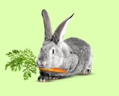 Açık yeşil arka planda havuç yiyen sevimli gri tavşan.