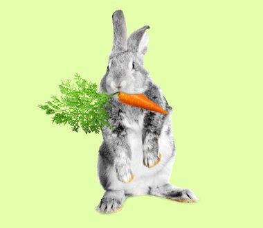 Açık yeşil arka planda havuç yiyen sevimli gri tavşan.