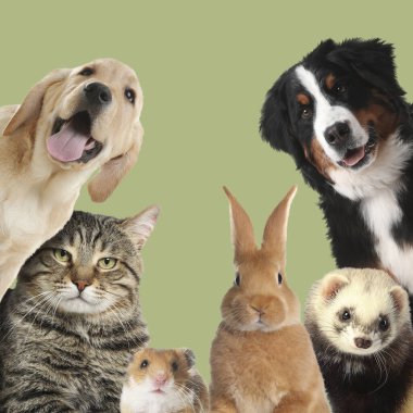 Tavşan ve diğer hayvanlar pastel yeşil arka plandaki kameraya bakıyorlar.