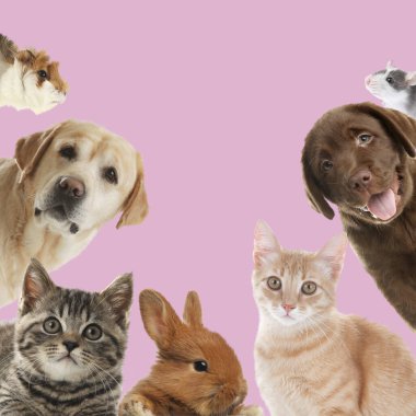 Tavşan ve diğer hayvanlar pembe arka plandaki kameraya bakıyorlar.