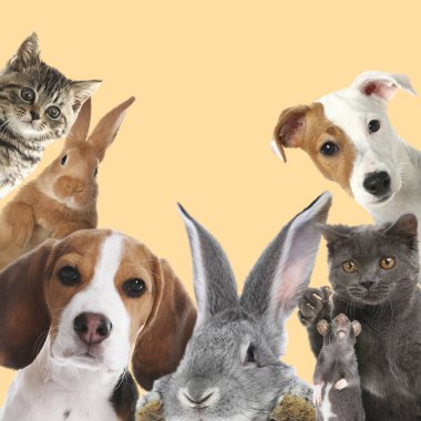 Tavşanlar ve diğer hayvanlar pastel turuncu arka plandaki kameraya bakıyorlar.