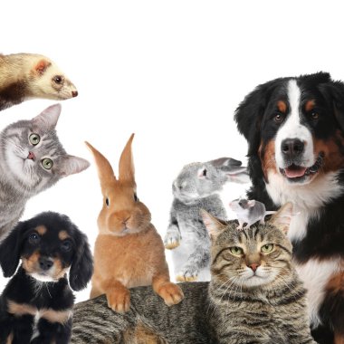 Tavşanlar ve diğer hayvanlar beyaz arka plandaki kameraya bakıyorlar.