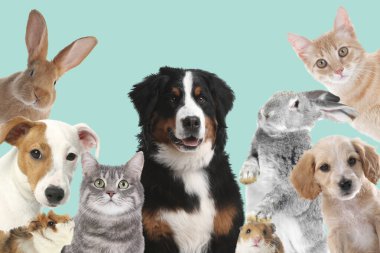 Tavşanlar ve diğer hayvanlar turkuaz arka planda kameraya bakıyorlar.