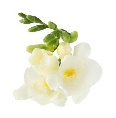 Beyaz arka planda mis kokulu çiçekleri olan Frezya dalı