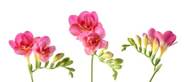 Beyaz arka planda mis kokulu pembe çiçekli Frezya dalları, set