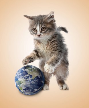 Uluslararası kedi günü. Bej renkli arka planda toprak küreyle oynayan sevimli kedi yavrusu.