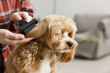 Köpeğin saçını içeride tarayan kadın, yakın plan. Hayvan bakımı.