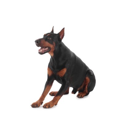 Beyaz arka planda sevimli bir Doberman. Evcil hayvan