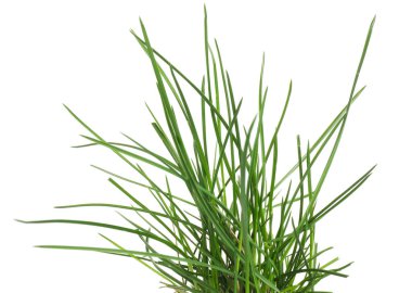 Güzel taze yeşil çimenler beyazda izole edilmiş