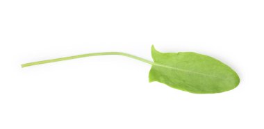 Bir taze yeşil kuş yaprağı beyaza izole edilmiş, üst manzara