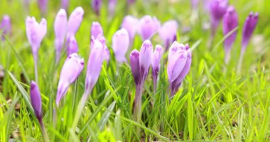 Rüzgardan sallanan pek çok güzel çiçek, yakın plan