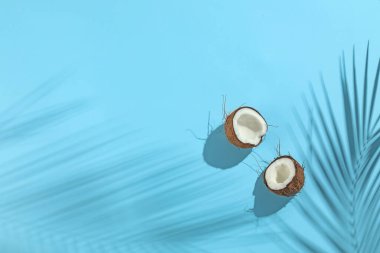 Açık mavi arka planda tropikal palmiye ağacından taze hindistan cevizi ve gölge, üst manzara. Metin için boşluk
