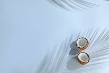 Taze hindistan cevizi ve açık gri arka planda tropikal palmiye gölgesi, üst manzara. Metin için boşluk