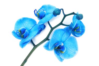 Güzel mavi orkide çiçeği beyaza izole edilmiş, üst manzara