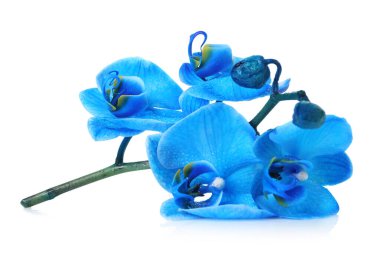 Güzel mavi orkide çiçeği beyaza izole edilmiş.