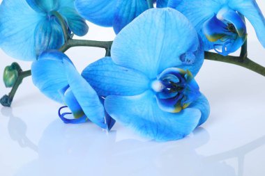 Ayna yüzeyinde güzel mavi orkide çiçekleri, yakın plan.