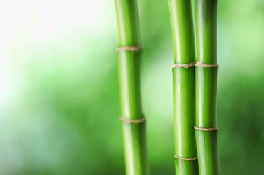 Dekoratif bambu kökleri bulanık yeşil arka planda, yakın planda. Metin için boşluk