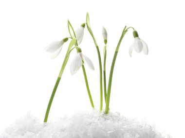 Beautiful snowdrops on snow against white background
