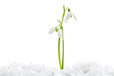 Beautiful snowdrops on snow against white background