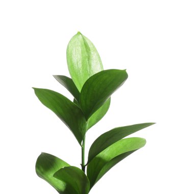Beautiful Ruscus branch with green leaves isolated on white