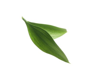 Two fresh green Ruscus leaves isolated on white