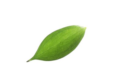 One fresh green Ruscus leaf isolated on white