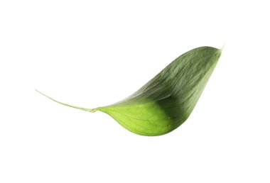 One fresh green Ruscus leaf isolated on white