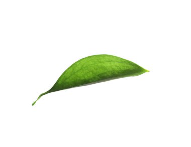 One fresh green Ruscus leaf isolated on white
