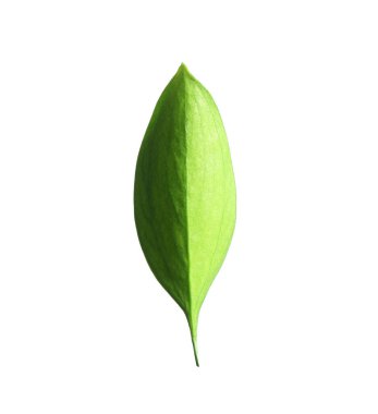 One fresh green Ruscus leaf isolated on white