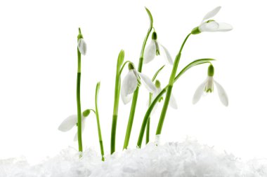 Beautiful snowdrops on snow against white background