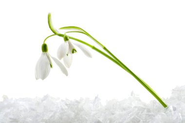 Beautiful snowdrops on snow against white background