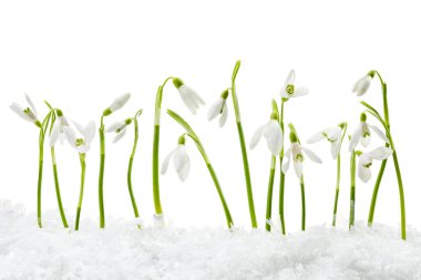 Beautiful snowdrops on snow against white background