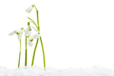 Beautiful snowdrops on snow against white background