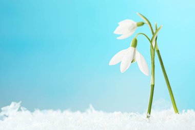 Beautiful snowdrops on snow against light blue background, closeup. Space for text