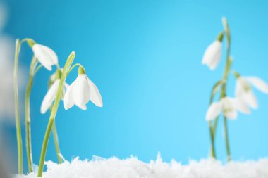 Beautiful snowdrops on snow against light blue background, closeup. Space for text