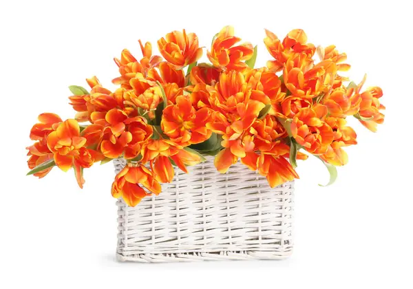 Hasır sepetteki güzel laleler bembeyaz