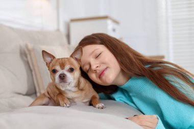 Evdeki kanepede sevimli Chihuahua köpeğiyle genç bir kız.