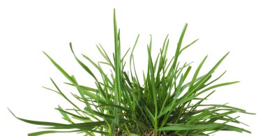 Güzel taze yeşil çimenler beyazda izole edilmiş