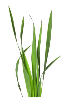 Beyaz çimenlerin üzerinde yeşil yapraklar