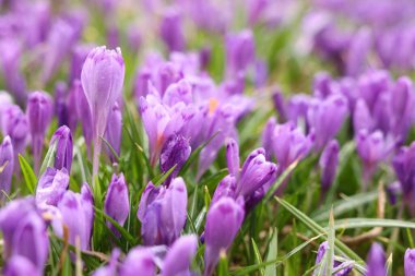 Dışarıda büyüyen çiğ damlaları olan bir sürü güzel çiçek, yakın plan.
