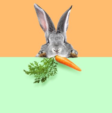 Açık yeşil pankarttan süzülen açık turuncu arka planda havucu olan sevimli gri tavşan.