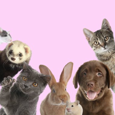 Tavşan ve diğer hayvanlar pembe arka plandaki kameraya bakıyor.