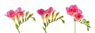 Beyaz arka planda mis kokulu pembe çiçekli Frezya dalları, set